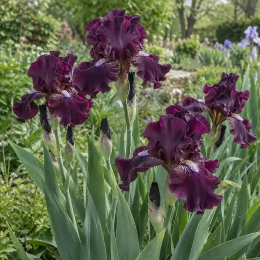 Bearded Iris - Dark Violet/Purple Â· Rosalie Figge â€” AI reference illustration; actual stock varies