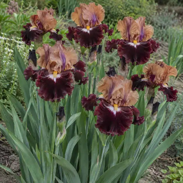 Bearded Iris Â· Table for Two â€” AI reference illustration; actual stock varies