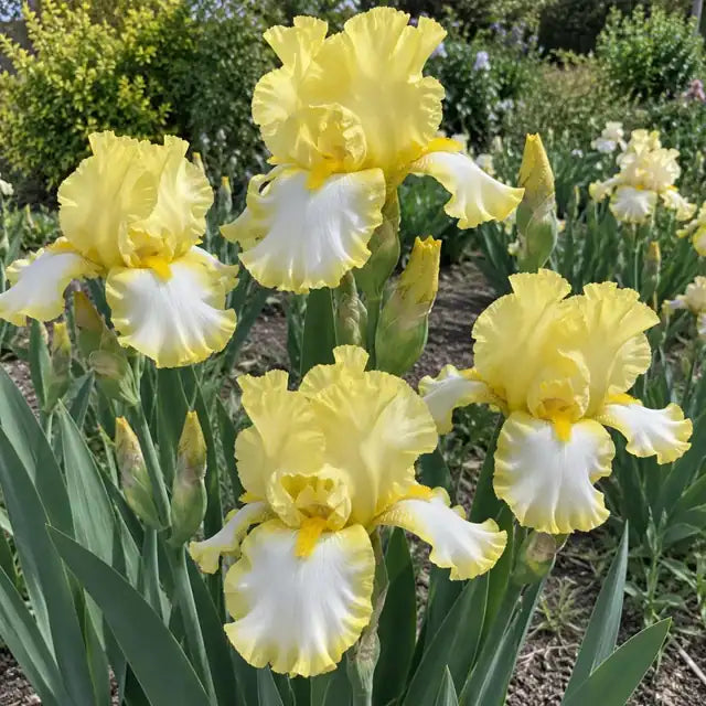 Tall Bearded Iris - White w/Lt Yellow Â· Total Recall â€” AI reference illustration; actual stock varies