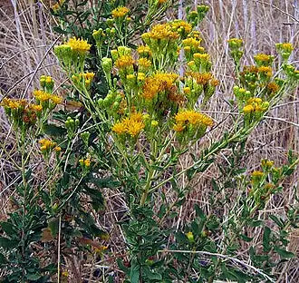 Golden Bush