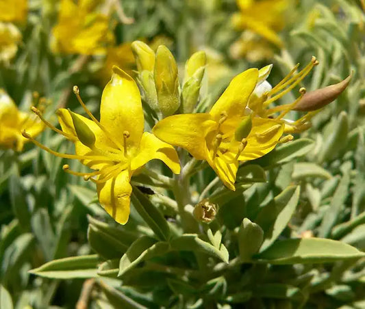 Bladderpod