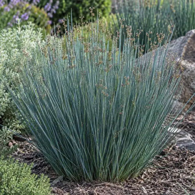 Juncus 'Occidental Blue' â€” AI reference illustration; actual stock varies