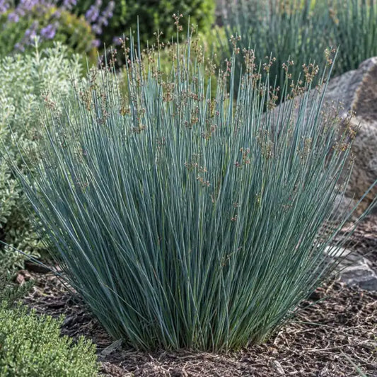 Juncus 'Occidental Blue' â€” AI reference illustration; actual stock varies