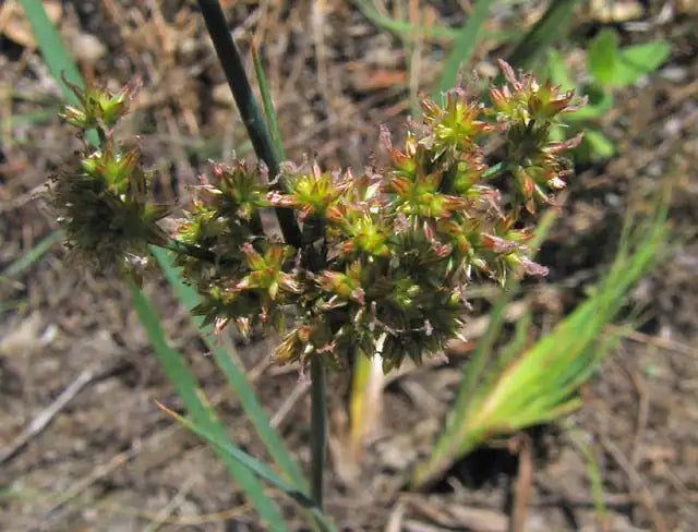 Iris-leaved Rush