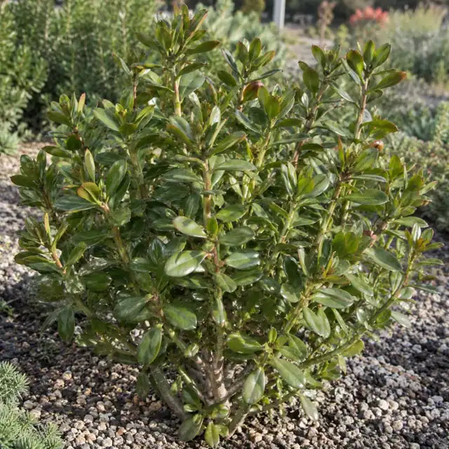 Kalanchoe bracteata forma glabra â€” AI reference illustration; actual stock varies