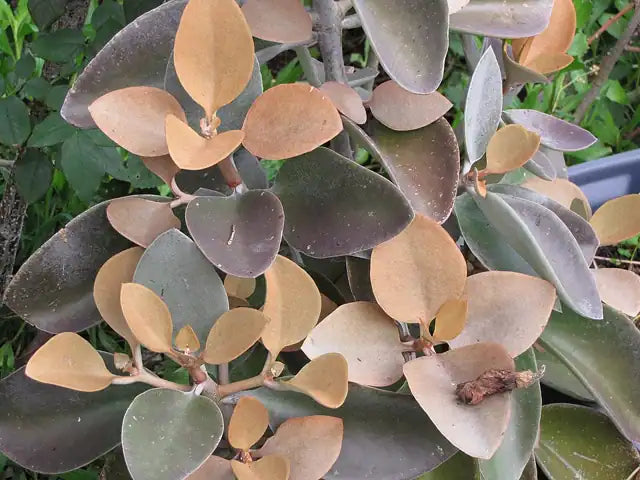 Copper Spoons