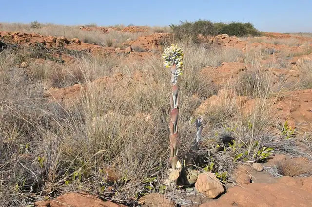 Paddle Plant, Flapjacks