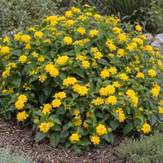 Lantana Hybrid Â· New Gold â€” AI reference illustration; actual stock varies