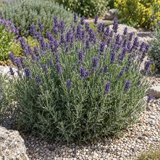 English Lavender Selection Â· Munstead â€” AI reference illustration; actual stock varies