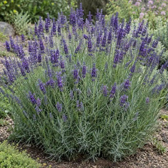 Lavender Hybrid Â· Grosso â€” AI reference illustration; actual stock varies