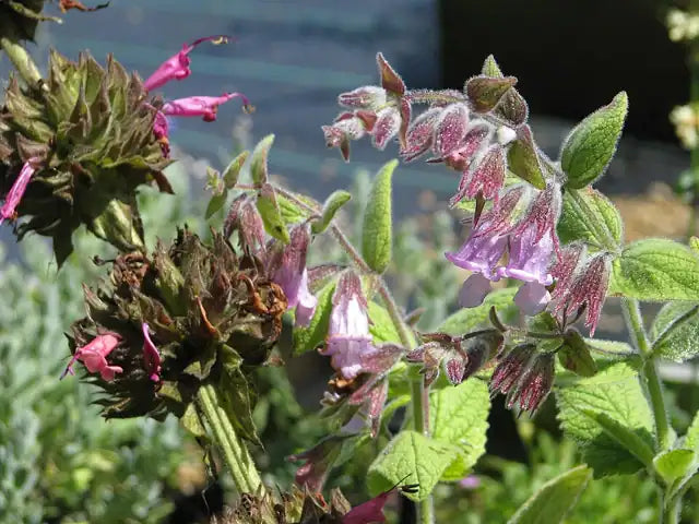 Pitcher Sage