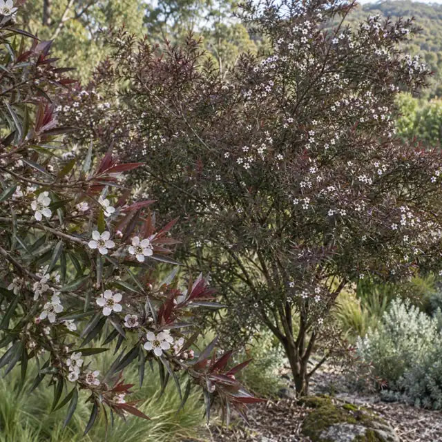 Leptospermum 'Dark Shadows' â€” AI reference illustration; actual stock varies