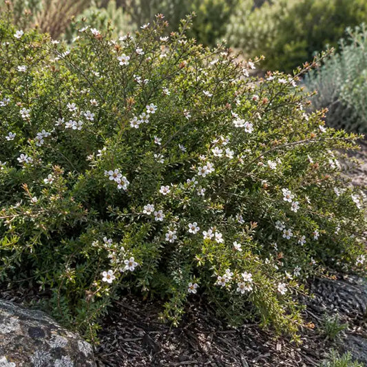 Shining Tea Tree Â· Flat Rock â€” AI reference illustration; actual stock varies