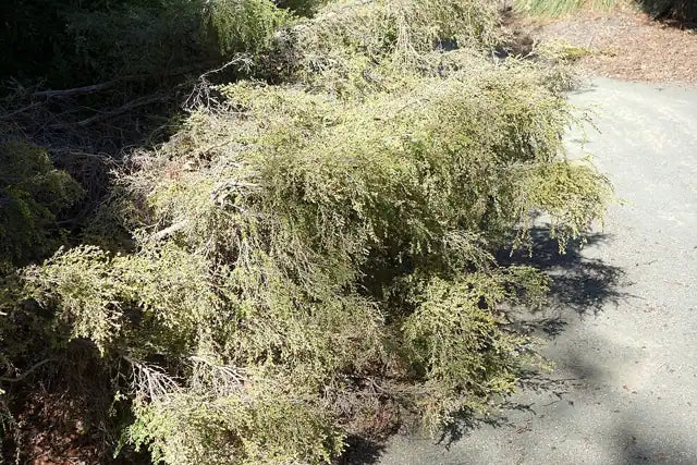 Horizontal Tea Tree