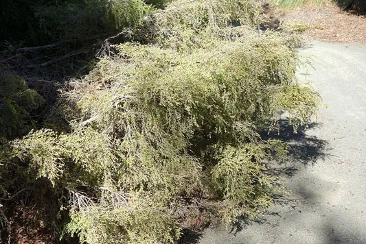 Horizontal Tea Tree