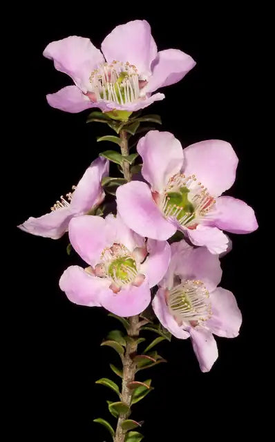 Round Leaf Tea Tree