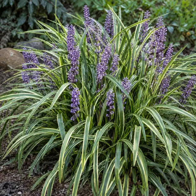 Variegated Lily Turf â€” AI reference illustration; actual stock varies