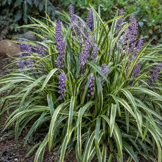 Variegated Lily Turf â€” AI reference illustration; actual stock varies