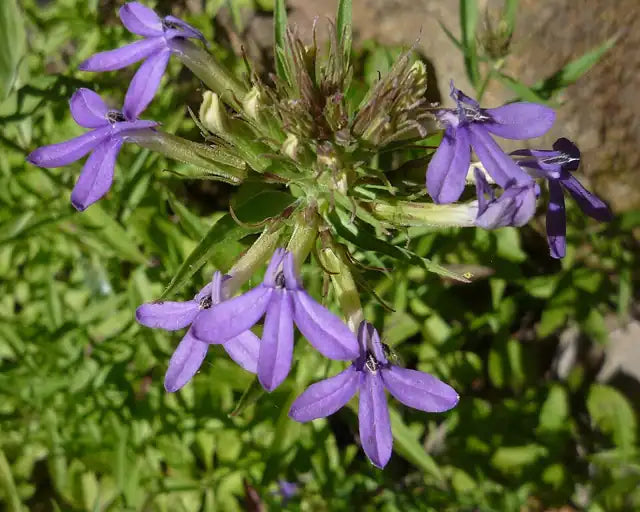 Blue Lobelia