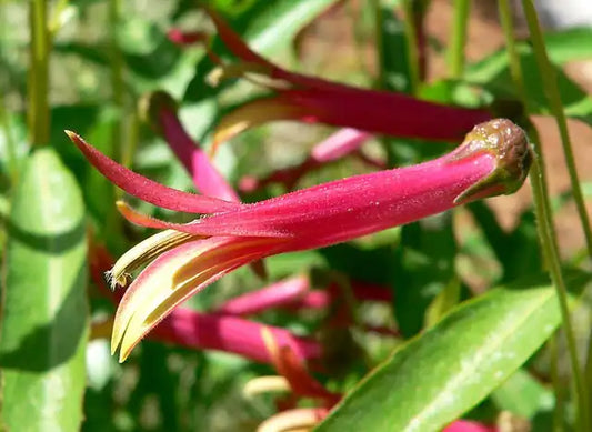 Mexican Lobelia