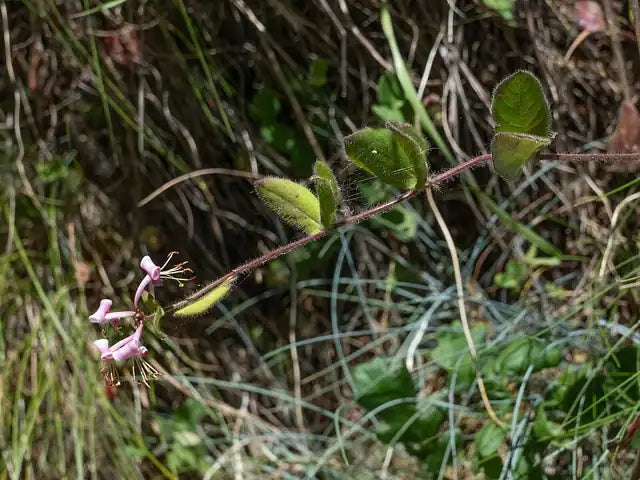 California Honeysuckle