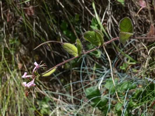 California Honeysuckle