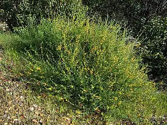 Deerweed