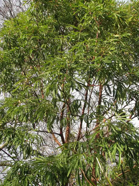 Santa Cruz Island Ironwood
