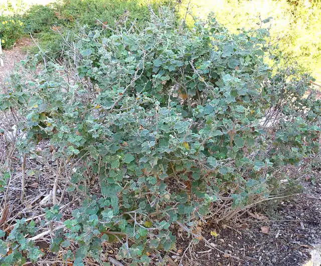 San Clemente Bush Mallow