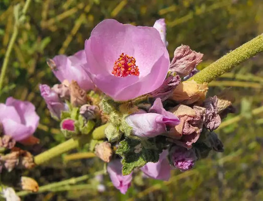 Mesa Bushmallow