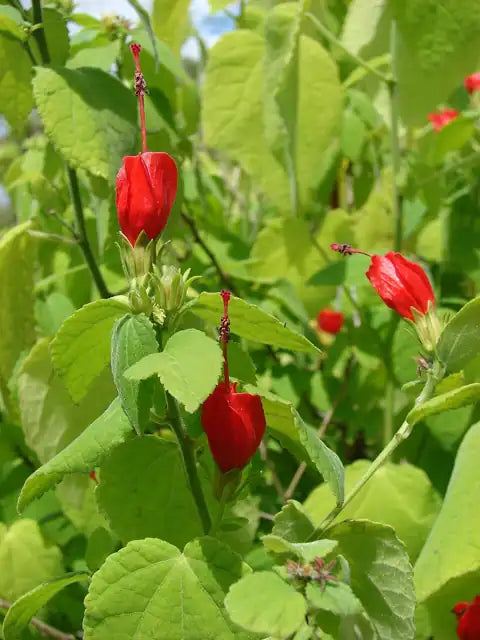 Turk's Cap