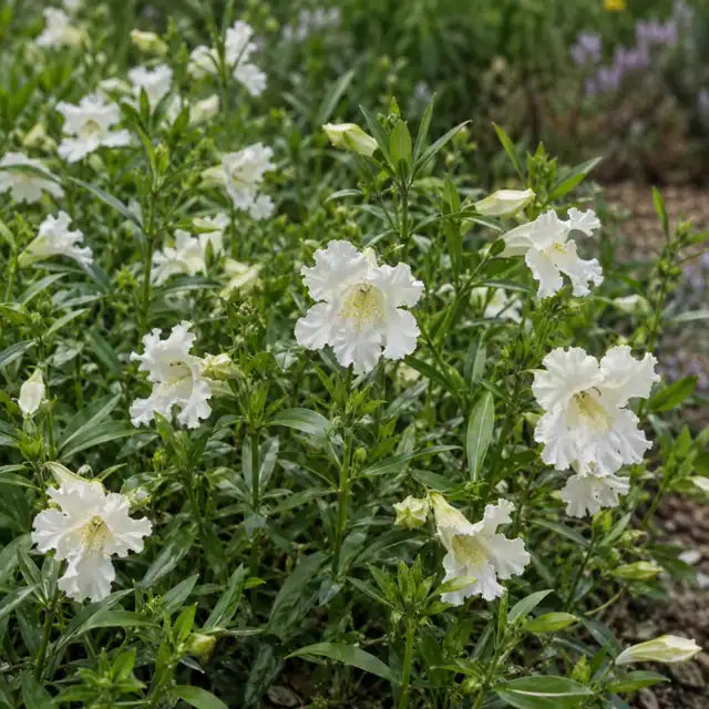 Bush Monkeyflower Selection Â· White â€” AI reference illustration; actual stock varies