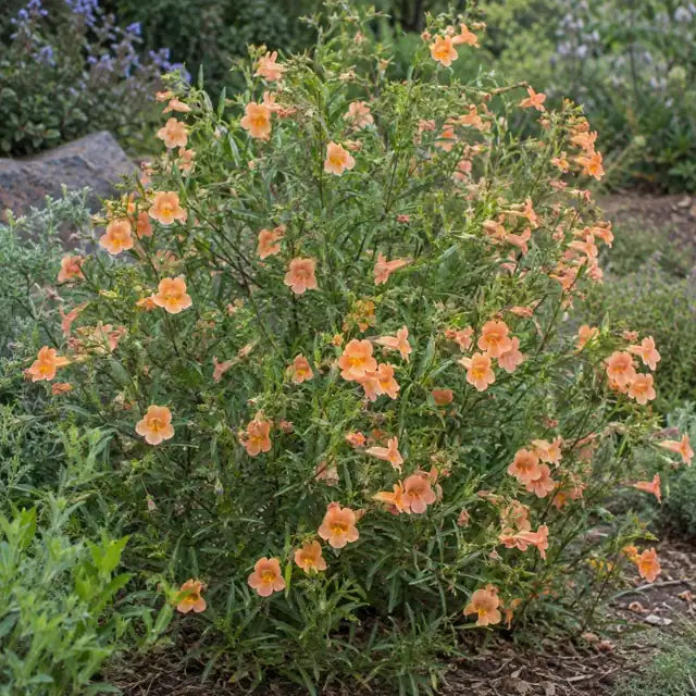 Monkeyflower Selection - Apricot Â· Eleanor â€” AI reference illustration; actual stock varies