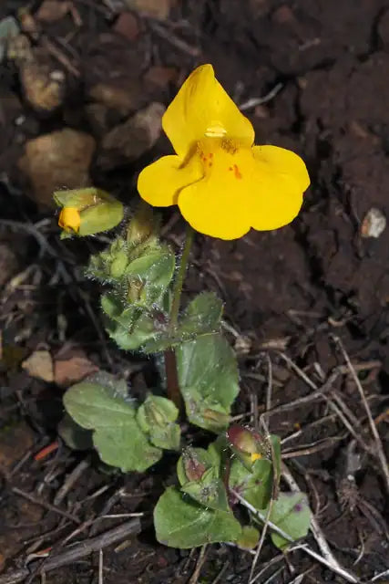 Streamside Monkeyflower