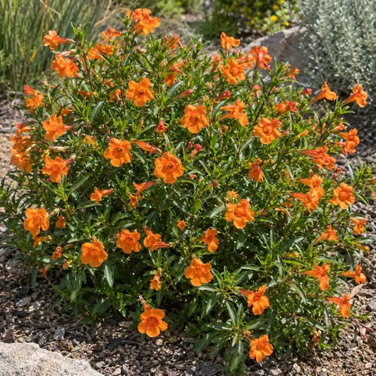 Monkeyflower Selection - Orange Â· Jelly Bean Orange â€” AI reference illustration; actual stock varies