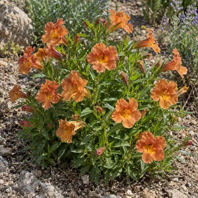 Monkeyflower Selection - Cinnamon Â· Jelly Beans Cinnamon â€” AI reference illustration; actual stock varies