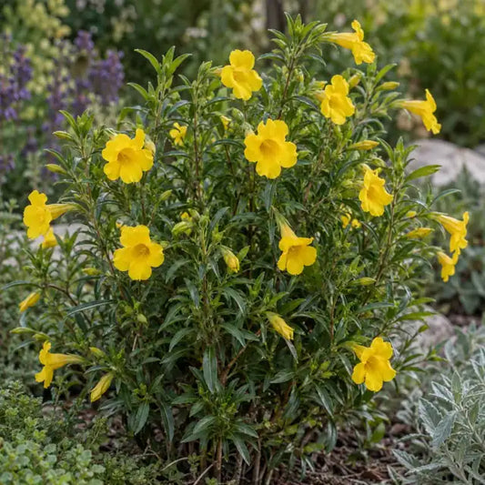 Monkeyflower Selection - Citron Â· Jelly Beans Citron â€” AI reference illustration; actual stock varies