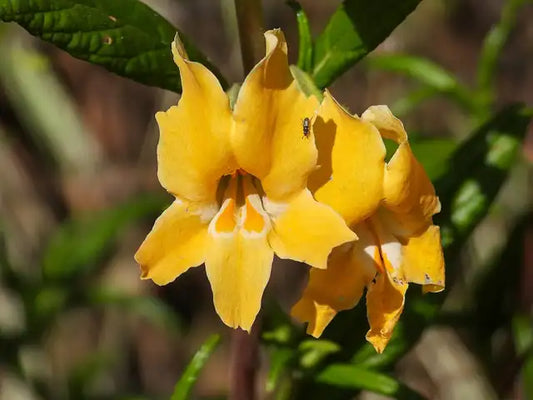 Bush Monkeyflower