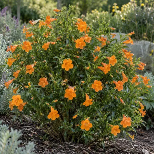 Bush Monkeyflower Â· Pumpkin â€” AI reference illustration; actual stock varies