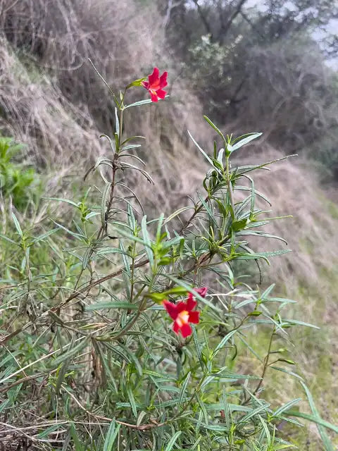 Red Monkeyflower