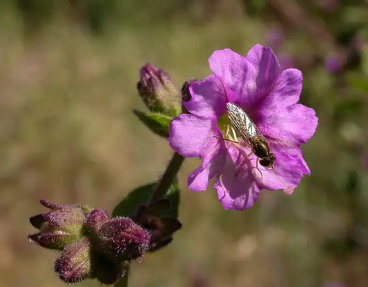 Wishbone Bush