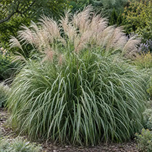 Dwarf Maiden Grass Â· Adagio â€” AI reference illustration; actual stock varies