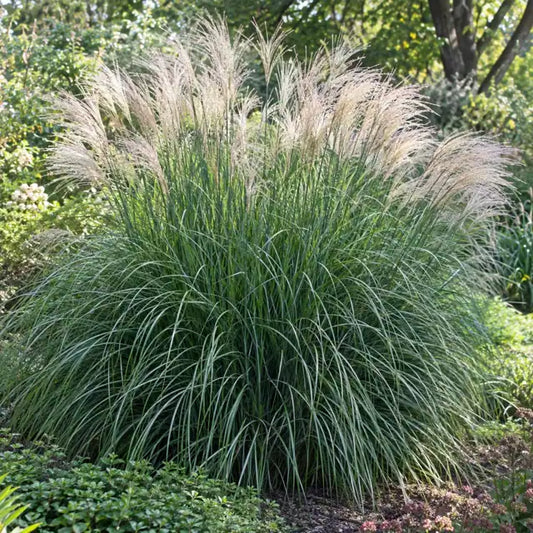 Dwarf Maiden Grass Â· Yaku Jima â€” AI reference illustration; actual stock varies
