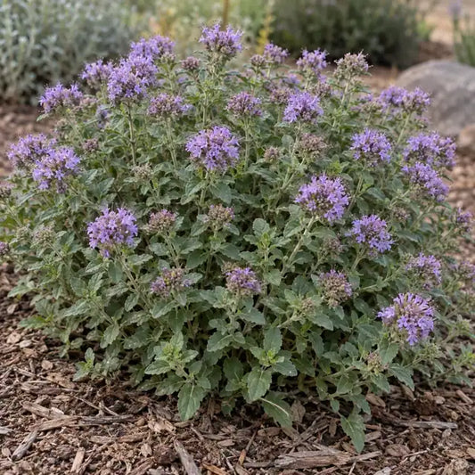 San Antonio Hills Coyote Mint â€” AI reference illustration; actual stock varies