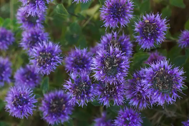 Coyote Mint Selection Â· Russian River