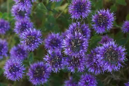 Coyote Mint Selection Â· Russian River