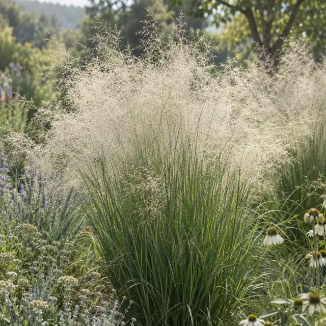 White Hair Grass Â· White Cloud â€” AI reference illustration; actual stock varies