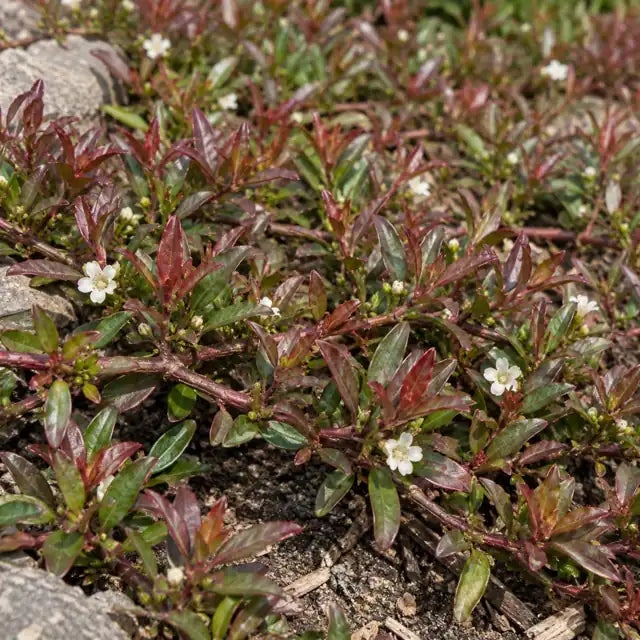 Myoporum Â· Red Leaf Form â€” AI reference illustration; actual stock varies