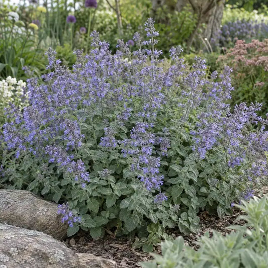Catmint Selection Â· Blue Wonder â€” AI reference illustration; actual stock varies