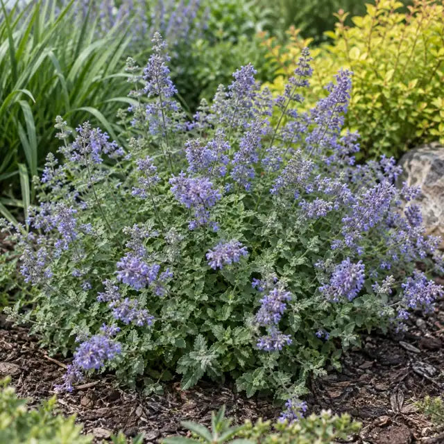Catmint Selection Â· Novanepjun â€” AI reference illustration; actual stock varies